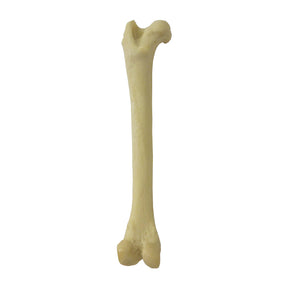 AV150 E - FELINE LEFT FEMUR