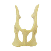 AV160 - FELINE PELVIS WITHOUT SACRUM