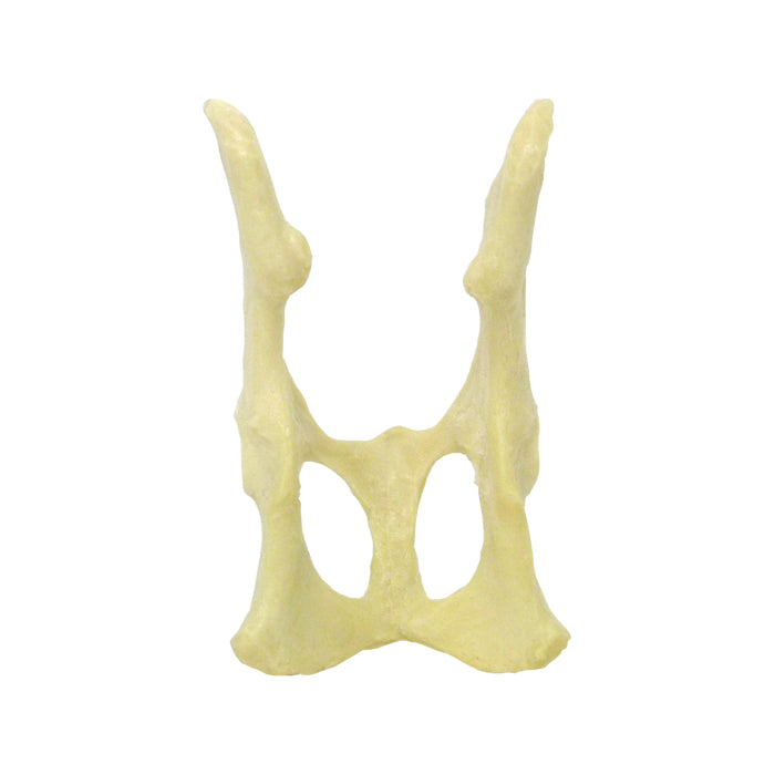 AV160 - FELINE PELVIS WITHOUT SACRUM