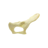 AV161 D - RIGHT FELINE PELVIS