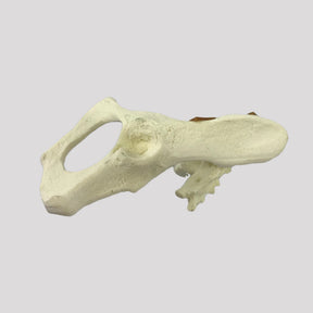 AV162 E - LEFT FELINE PELVIS WITH SACRUM