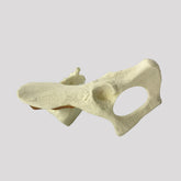 AV162 E - LEFT FELINE PELVIS WITH SACRUM