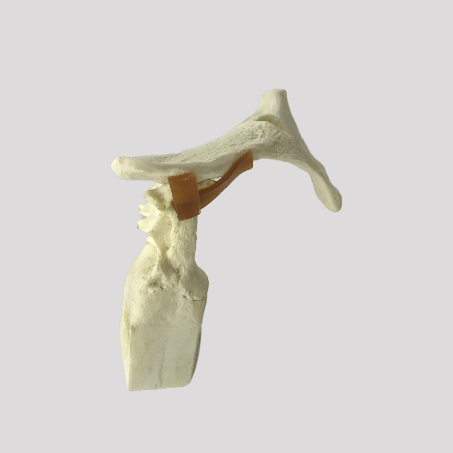 AV162 E - LEFT FELINE PELVIS WITH SACRUM