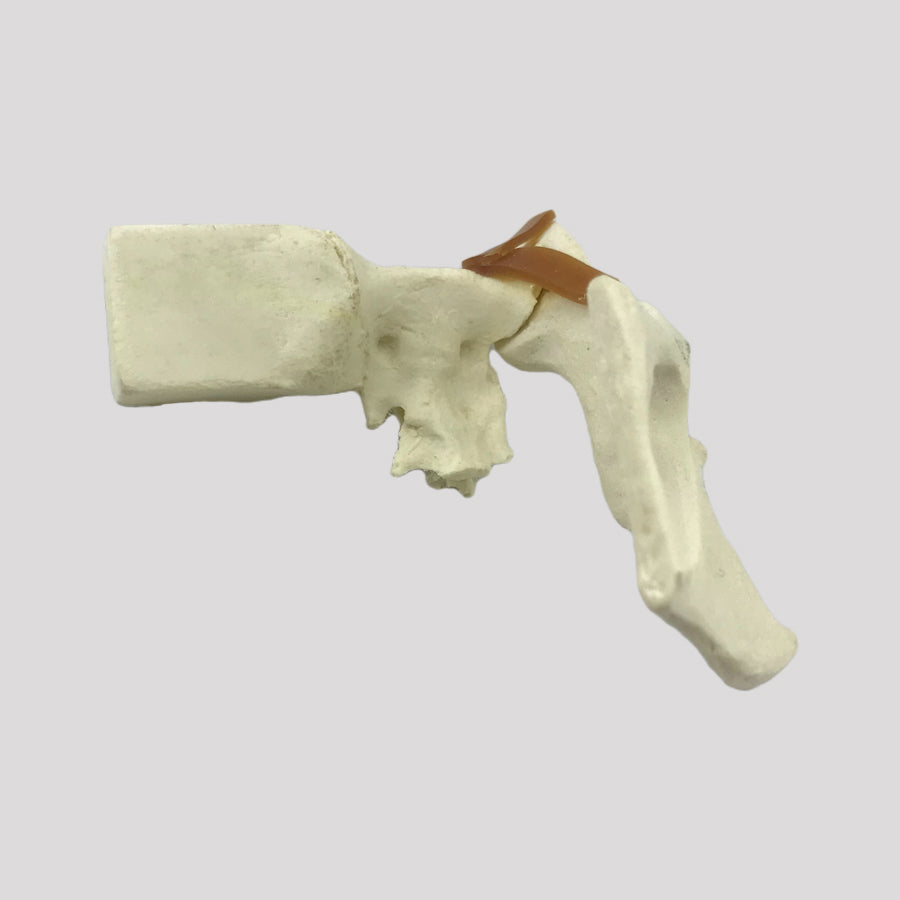 AV162 E - LEFT FELINE PELVIS WITH SACRUM