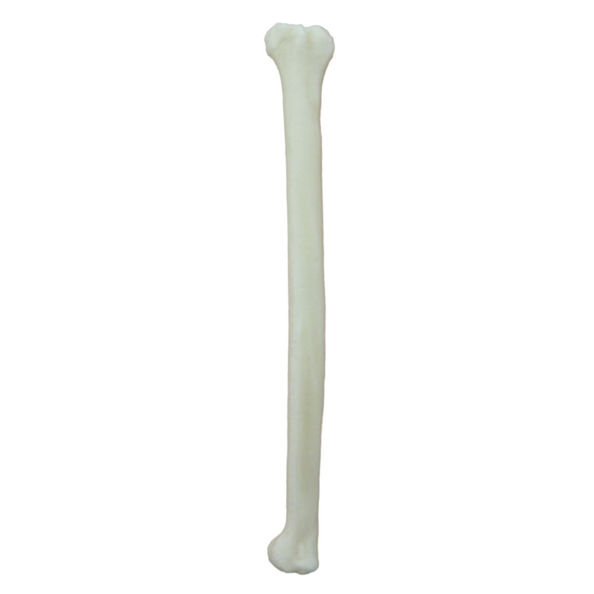 AV171 D - RIGHT FELINE RADIUS