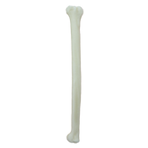 AV171 D - RIGHT FELINE RADIUS