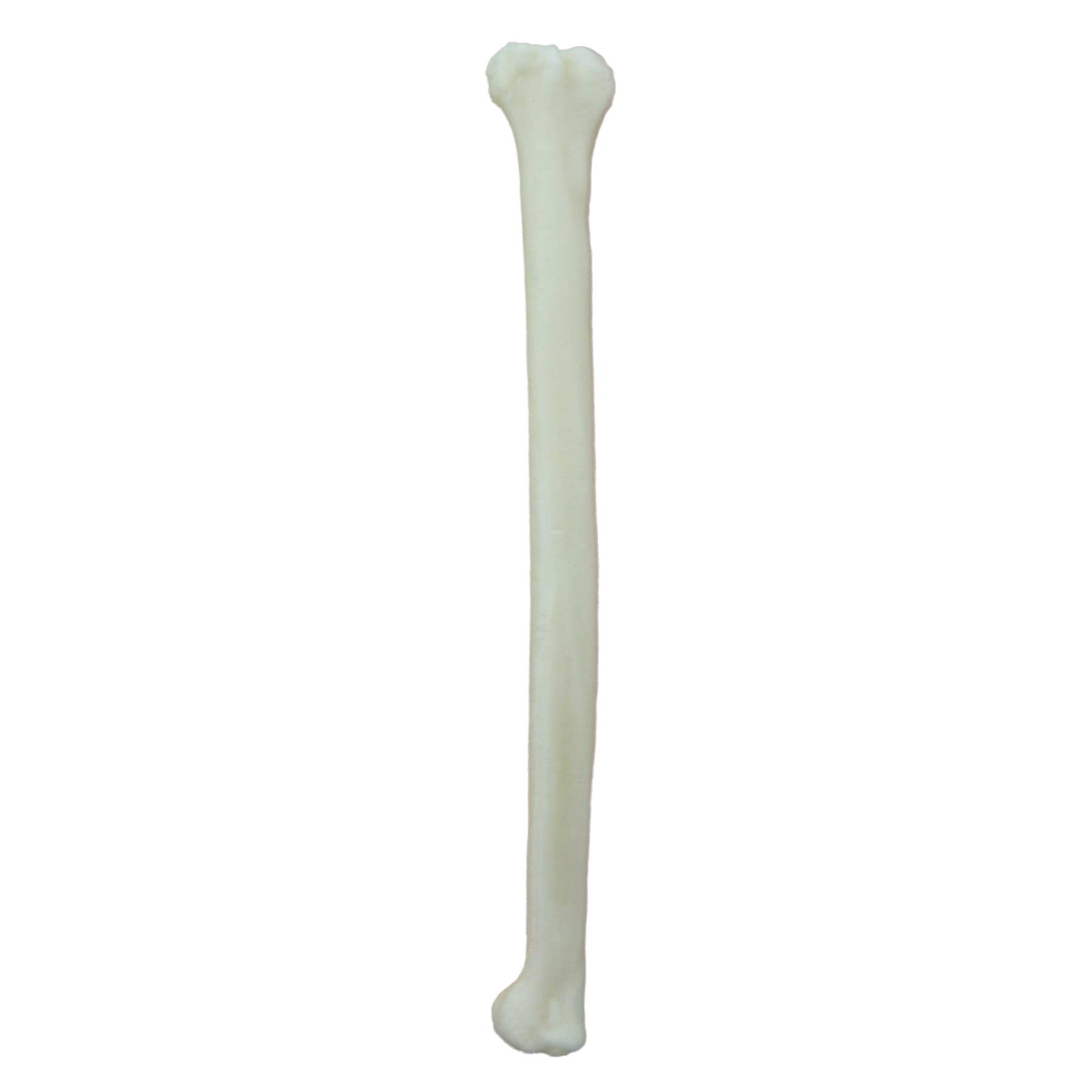 12746 – RIGHT FELINE RADIUS - RADIOPAQUE