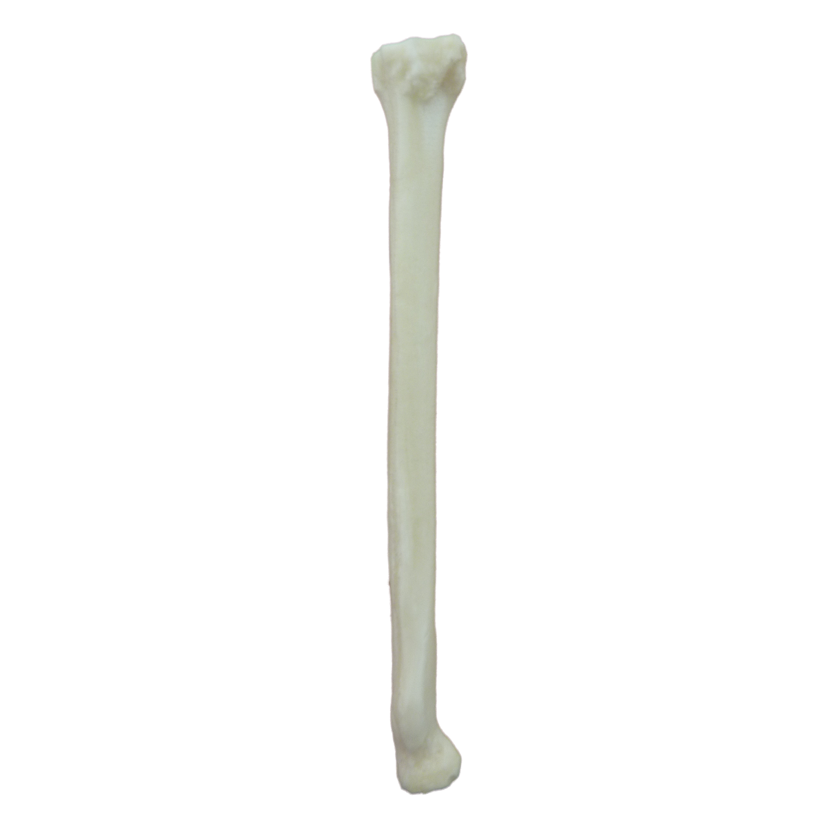 12746 – RIGHT FELINE RADIUS - RADIOPAQUE