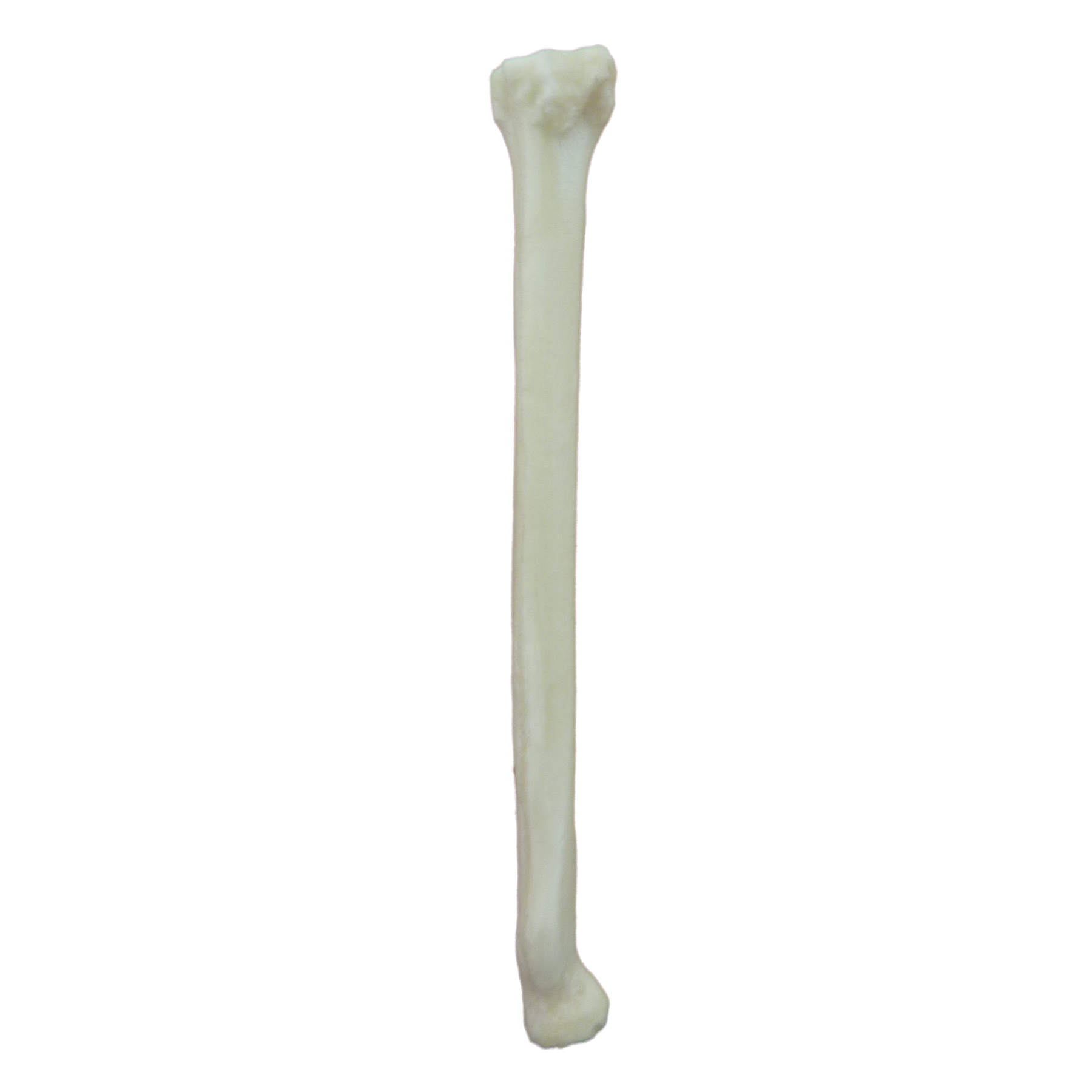 12746 – RIGHT FELINE RADIUS - RADIOPAQUE