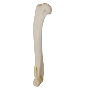 12744 - RIGHT RADIOPAQUE HUMERUS - CAT