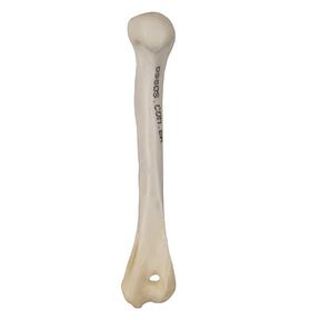 AV180 D - RIGHT HUMERUS - CAT