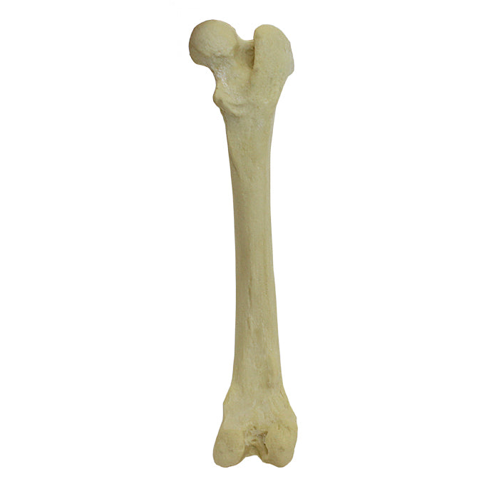 AV200 D - RIGHT FEMUR CANINE