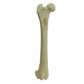 AV202 D - RIGHT CANINE FEMUR W/ MEDULLARY CANAL AND CANC. MATERIAL