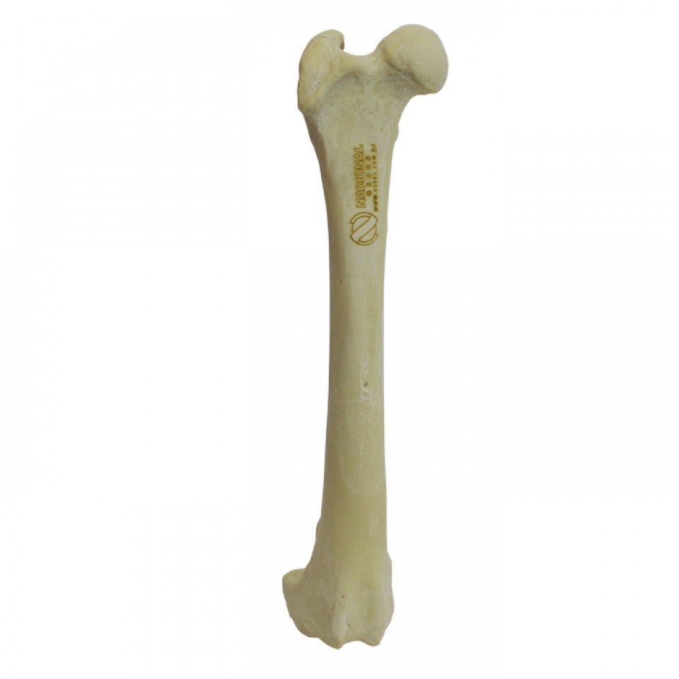 AV202 D - RIGHT CANINE FEMUR W/ MEDULLARY CANAL AND CANC. MATERIAL