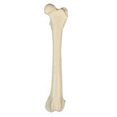 AV200 E - LEFT FEMUR CANINE
