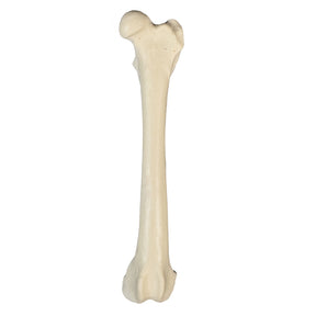 AV200 E - LEFT FEMUR CANINE