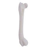 12686 - RIGHT CANINE FEMUR WITH MED. CANAL, CANC. MATERIAL AND DISTAL VARUS DEFORMITY