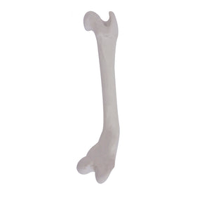 12686 - RIGHT CANINE FEMUR WITH MED. CANAL, CANC. MATERIAL AND DISTAL VARUS DEFORMITY