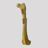 AV 200 EF1 - LEFT CANINE FEMUR W/MEDULLARY CANAL AND CANCELLOUS MATERIAL W/ PROXIMAL COMMINUTED FRACTURE