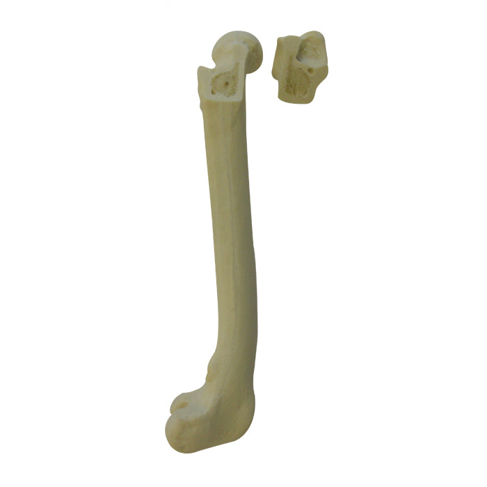 AV200ESPF2 - RIGHT FEMUR CANINE WITH MED. CANAL, CANC. MATERIAL AND TROCHANTER PROXIMAL FX