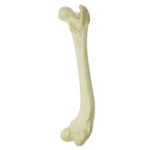 AV204 D – RIGHT CANINE FEMUR W/ VARUS DISTAL DEFORMITY