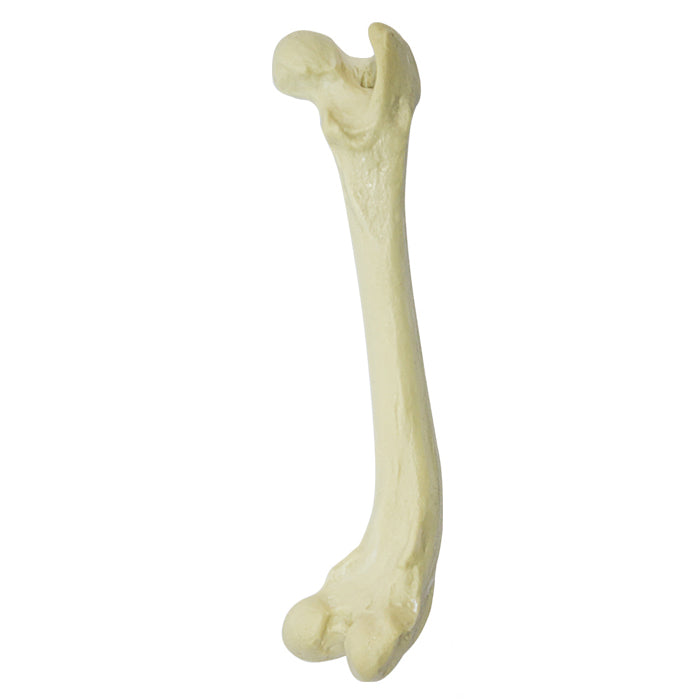 12684 – RIGHT CANINE FEMUR W/ VARUS DISTAL DEFORMITY
