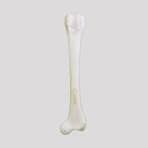 AV206 D - FEMUR - RIGHT - MEDIUM DOG