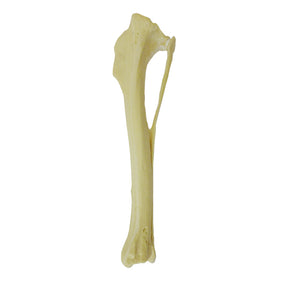 12693 - RIGHT CANINE TIBIA WITH FIBULA, MED. CANAL, CANC. MATERIAL AND PROXIMAL VALGUS DEFORMITY