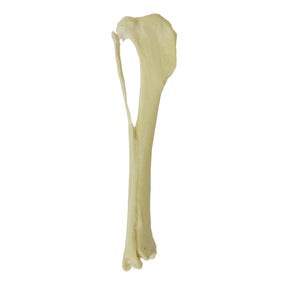 AV210EDPVL - RIGHT CANINE TIBIA WITH FIBULA, MED. CANAL, CANC. MATERIAL AND PROXIMAL VALGUS DEFORMITY