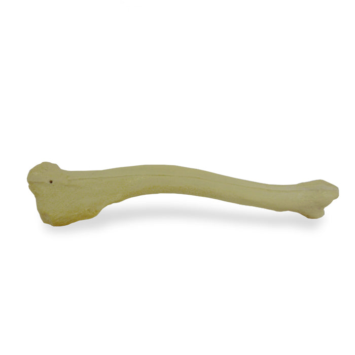 12693 - RIGHT CANINE TIBIA WITH FIBULA, MED. CANAL, CANC. MATERIAL AND PROXIMAL VALGUS DEFORMITY