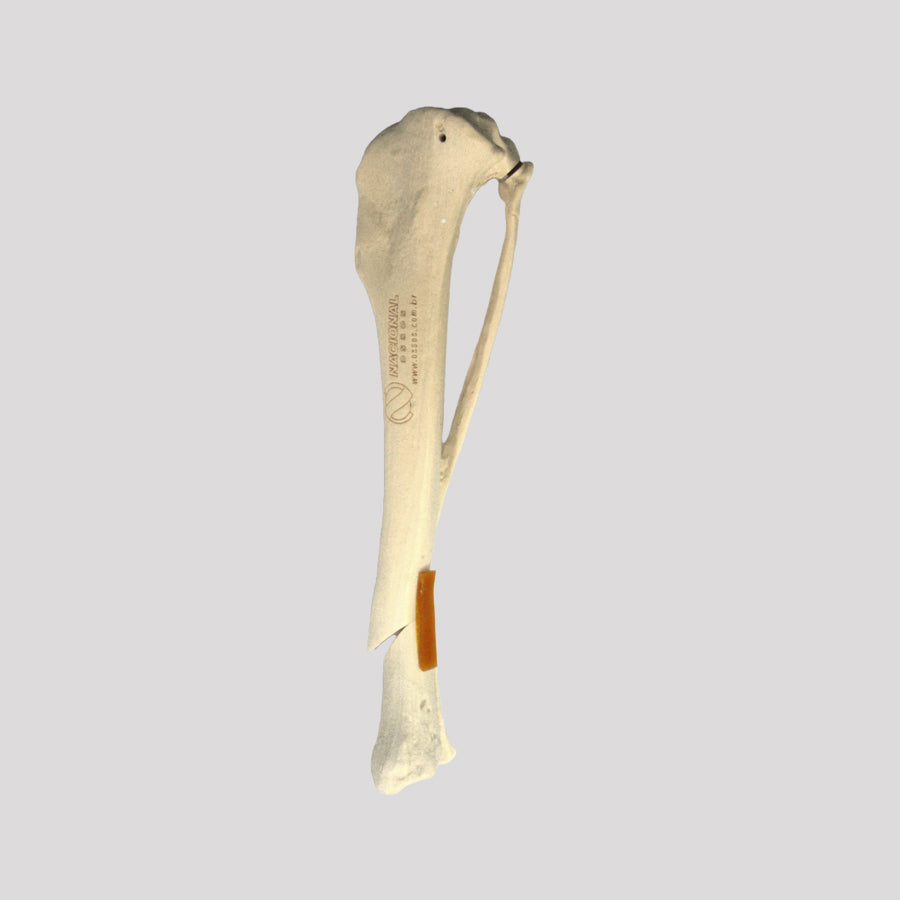 Canine Tibia