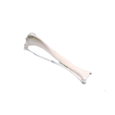12491 - RADIOPAQUE SMALL CANINE RIGHT TIBIA WITH FIBULA