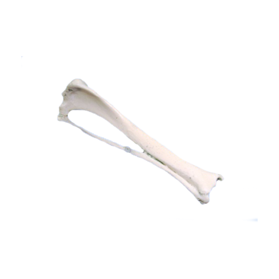 12491 - RADIOPAQUE SMALL CANINE RIGHT TIBIA WITH FIBULA