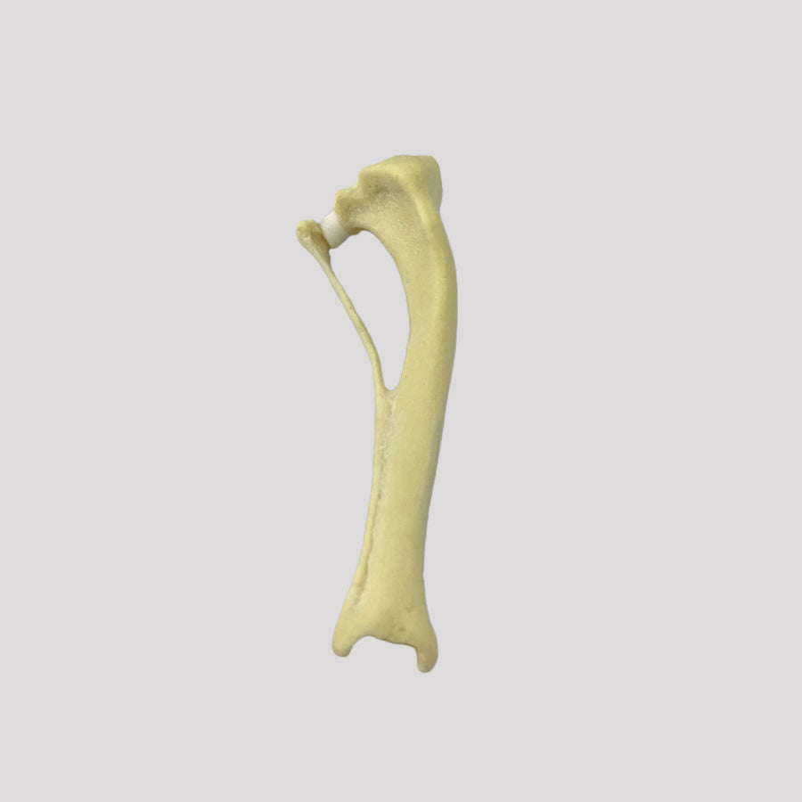 12499 - RADIOPAQUE RIGHT SMALL CANINE TIBIA WITH FIBULA AND PROXIMAL VALGUS DEFORMITY