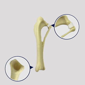 12499 - RADIOPAQUE RIGHT SMALL CANINE TIBIA WITH FIBULA AND PROXIMAL VALGUS DEFORMITY