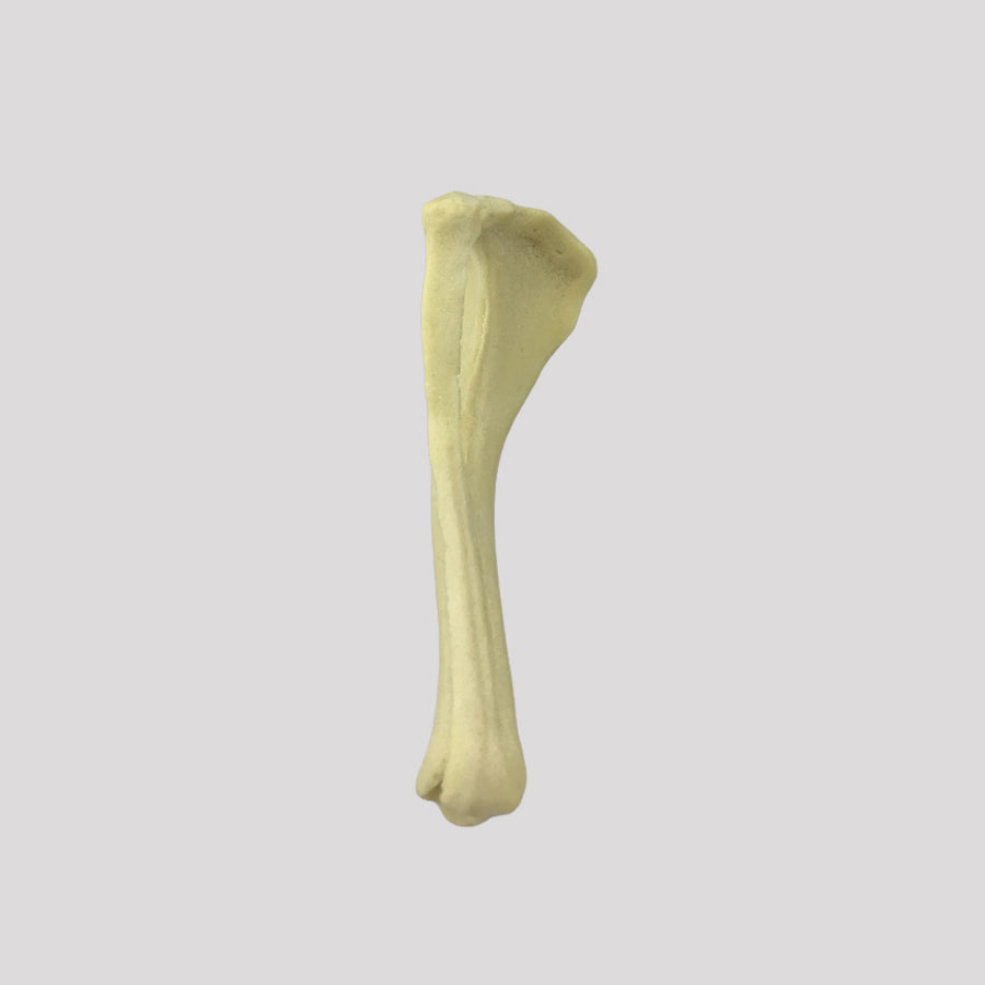 12499 - RADIOPAQUE RIGHT SMALL CANINE TIBIA WITH FIBULA AND PROXIMAL VALGUS DEFORMITY