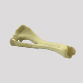 12499 - RADIOPAQUE RIGHT SMALL CANINE TIBIA WITH FIBULA AND PROXIMAL VALGUS DEFORMITY