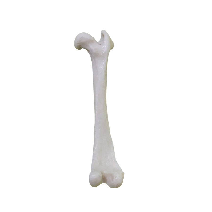 12489 - RADIOPAQUE SMALL CANINE RIGHT FEMUR