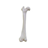 12490 - RADIOPAQUE SMALL CANINE LEFT FEMUR