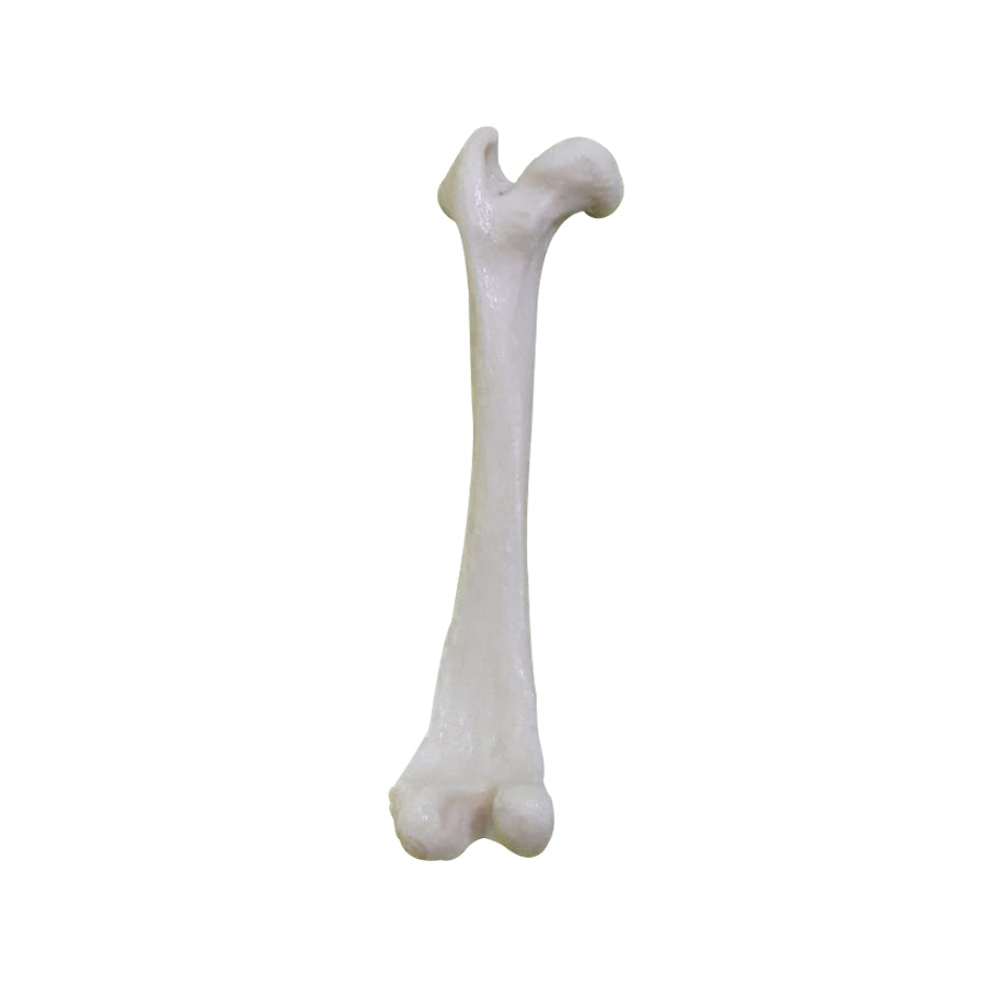 AV230 E - LEFT FEMUR - SMALL DOG