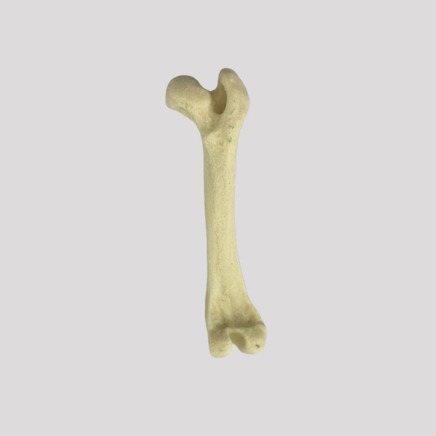 AV231 D - RIGHT SMALL CANINE FEMUR WITH MED. CANAL