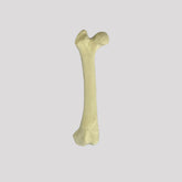 AV231 D - RIGHT SMALL CANINE FEMUR WITH MED. CANAL