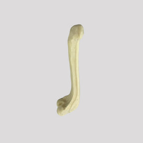 AV231 D - RIGHT SMALL CANINE FEMUR WITH MED. CANAL