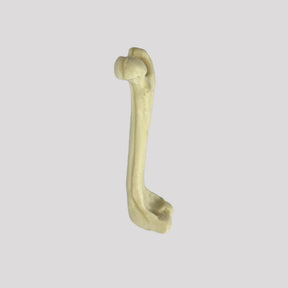 AV231 D - RIGHT SMALL CANINE FEMUR WITH MED. CANAL