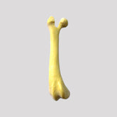 AV 234 D - RIGHT SMALL CANINE FEMUR WITH DISTAL VARUS DEFORMITY