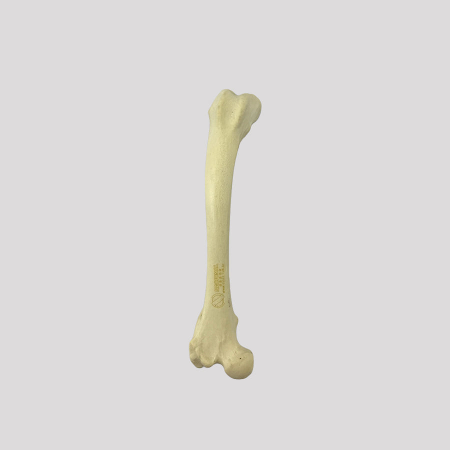 12689 - RIGHT CANINE FEMUR WITH MED. CANAL, CANC. MATERIAL AND DISTAL VARUS DEFORMITY