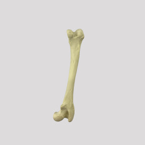 12689 - RIGHT CANINE FEMUR WITH MED. CANAL, CANC. MATERIAL AND DISTAL VARUS DEFORMITY