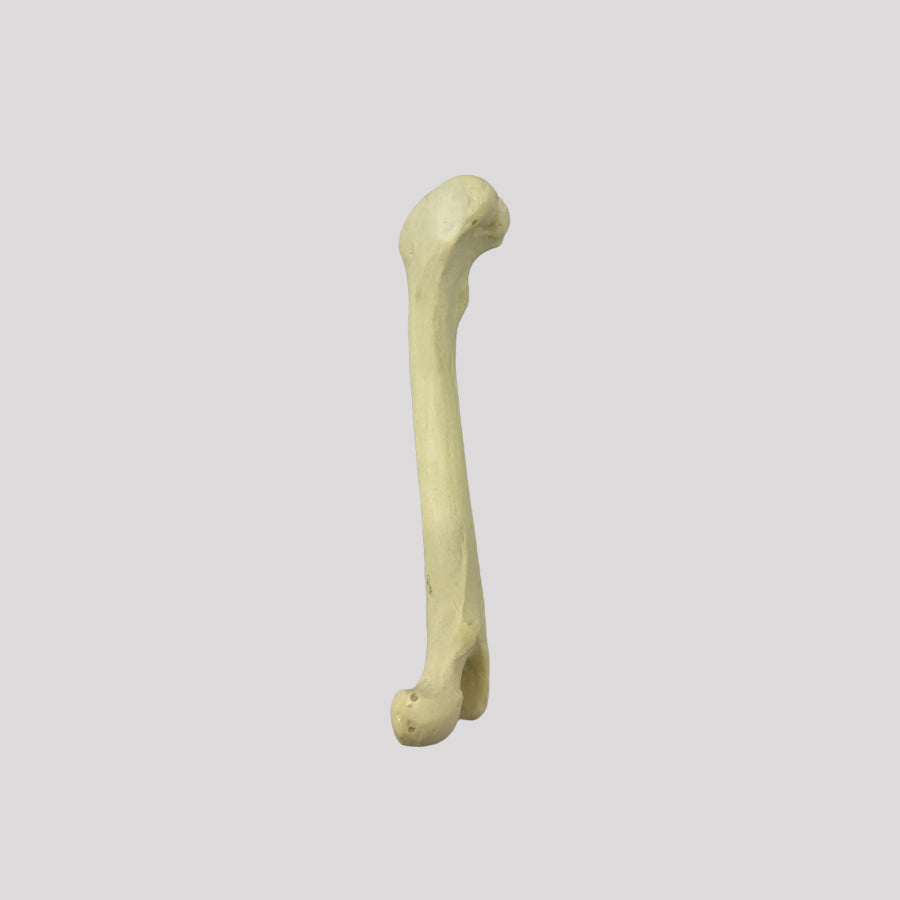 12689 - RIGHT CANINE FEMUR WITH MED. CANAL, CANC. MATERIAL AND DISTAL VARUS DEFORMITY