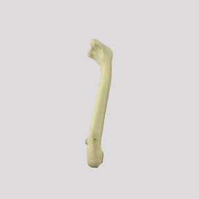 12689 - RIGHT CANINE FEMUR WITH MED. CANAL, CANC. MATERIAL AND DISTAL VARUS DEFORMITY