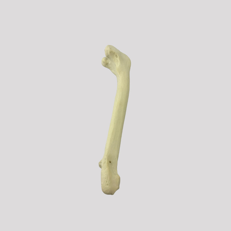 12689 - RIGHT CANINE FEMUR WITH MED. CANAL, CANC. MATERIAL AND DISTAL VARUS DEFORMITY